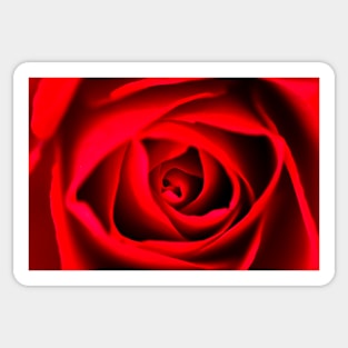 Red Rose Sticker